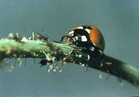 ladybird